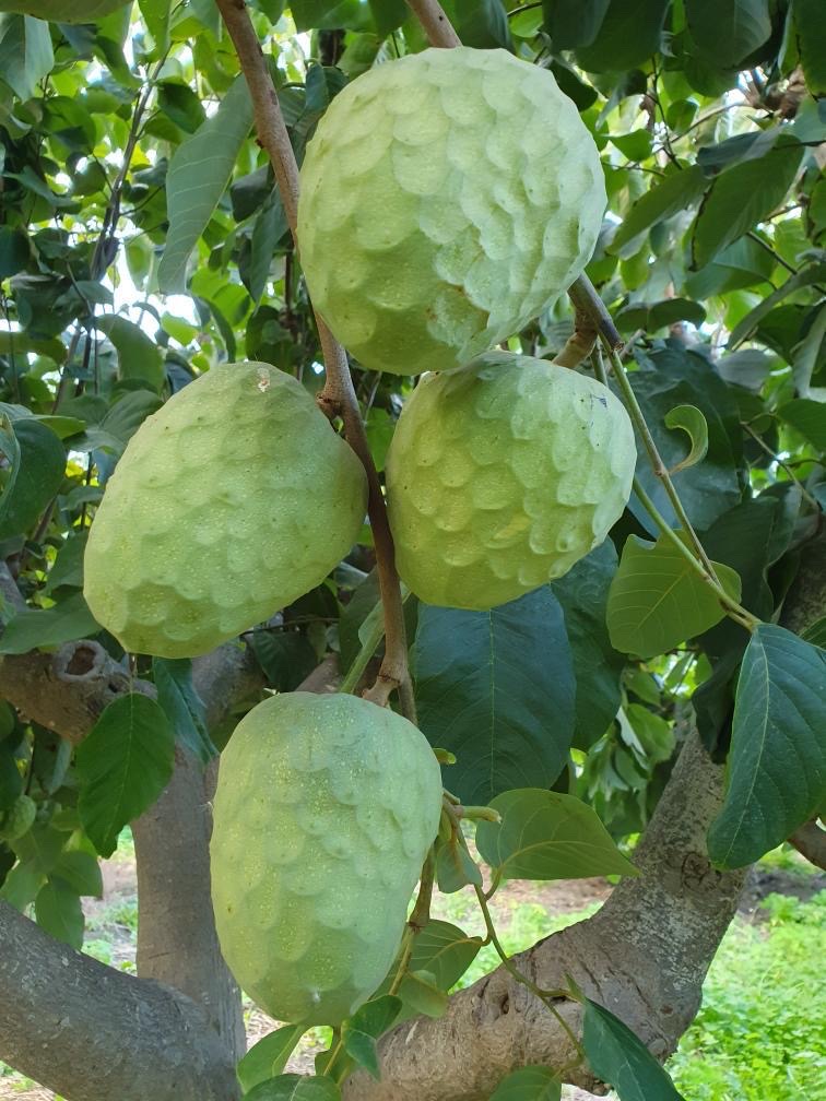 chirimoya está madura