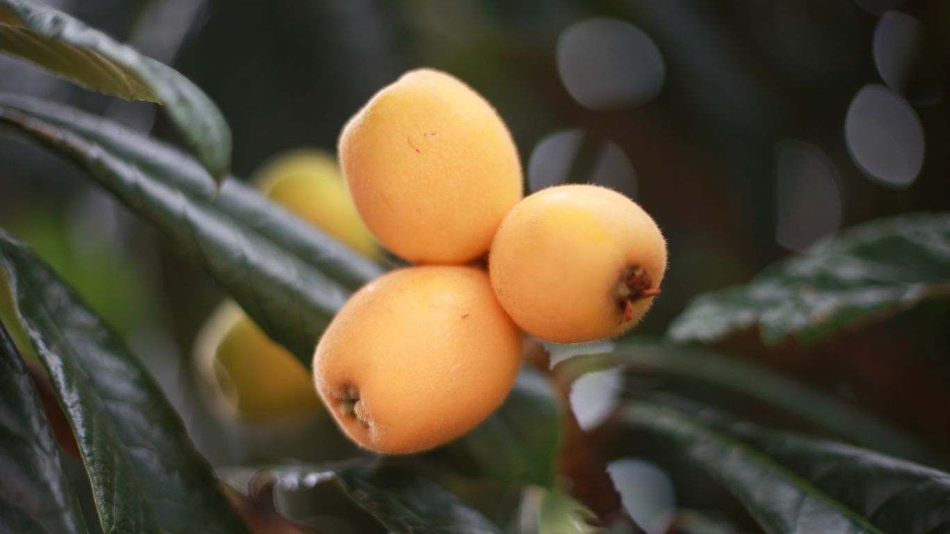 nísperos en árbol