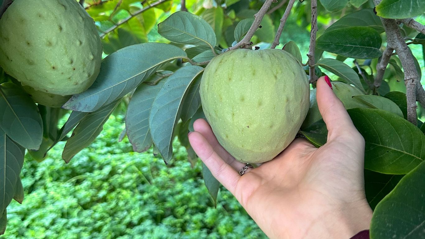 chirimoya en árbol