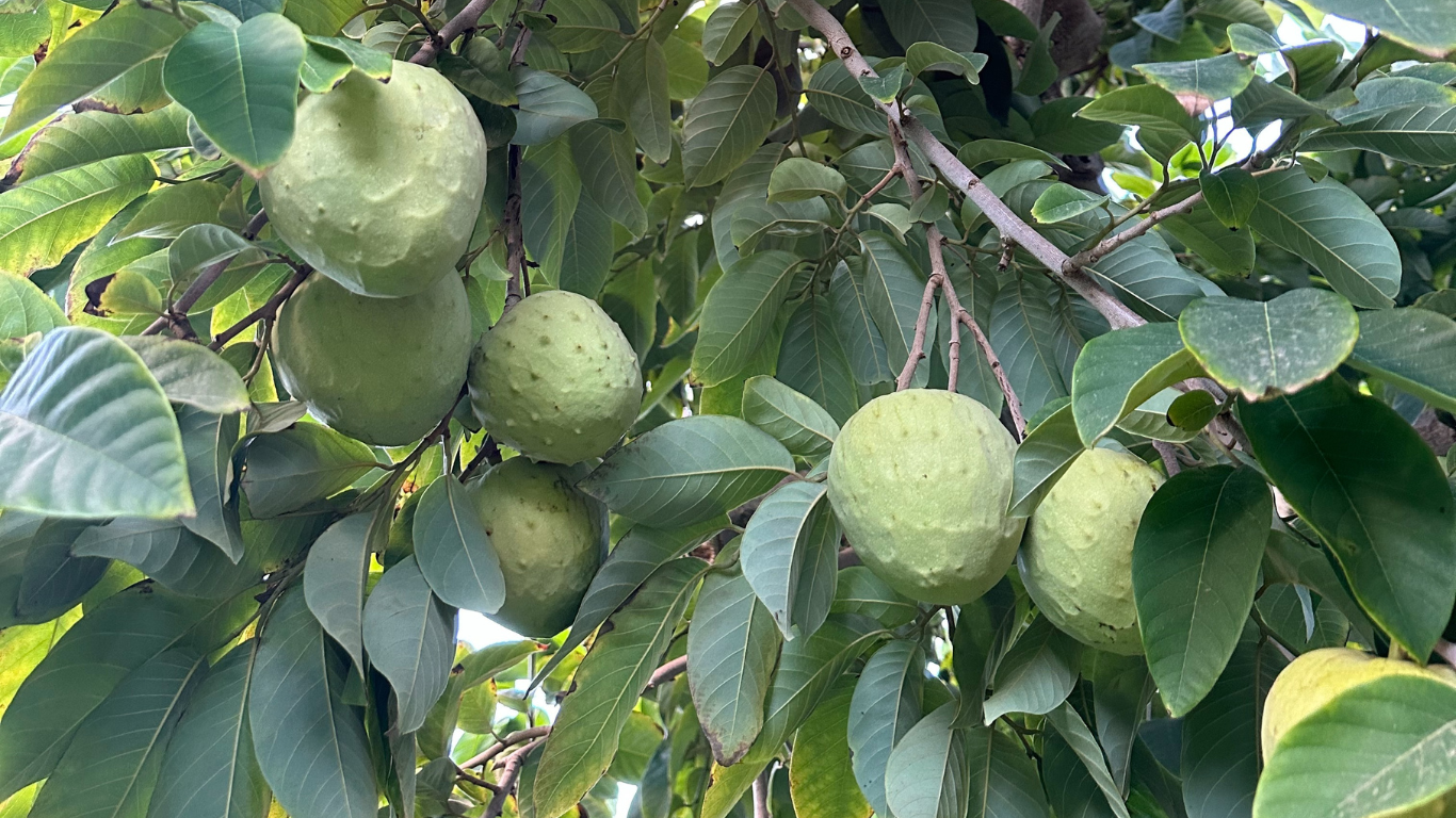 chirimoya en árbol
